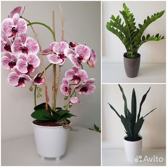 Искусственные цветы в горшке.Орхидея Замиокулькас