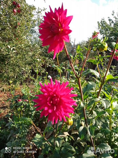 Георгины клубни