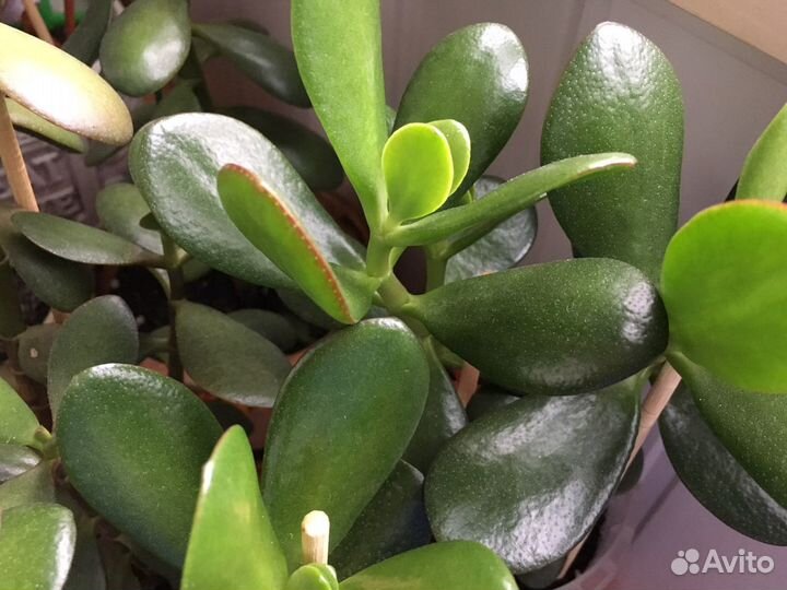 Денежное дерево