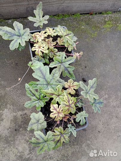 Гейхера,гейхерелла,традесканция садовая