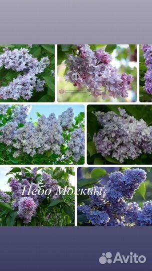 Саженцы сирени