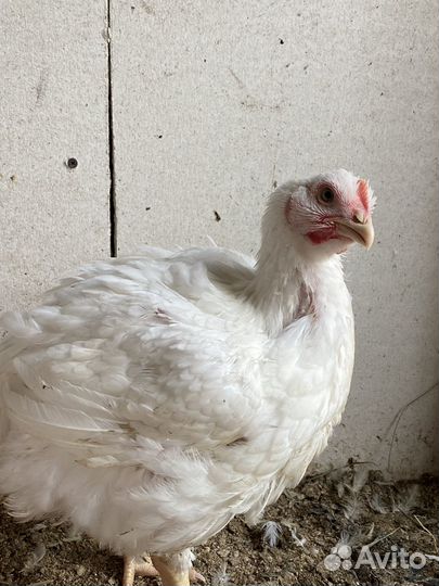 Бройлер,вывод под заказ,круглый год