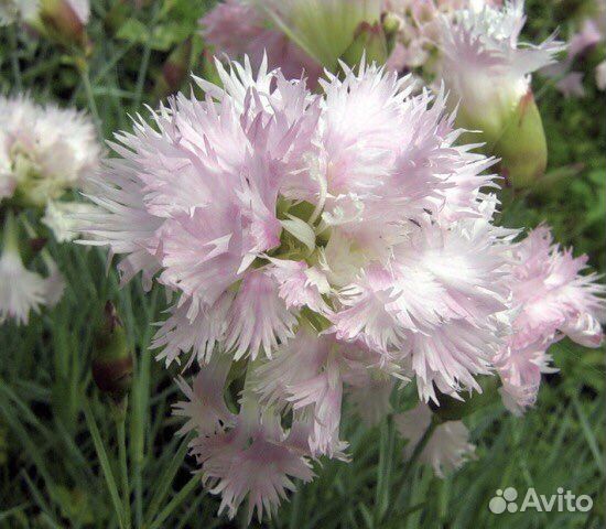 Гвоздика садовая махровая