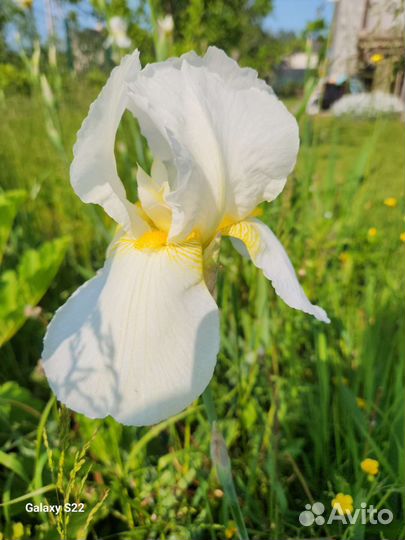 Ирис бородатый