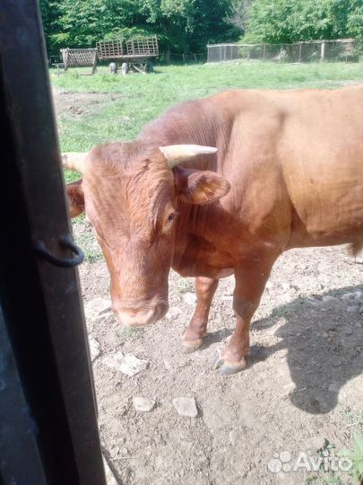 Крупно рогатый скот