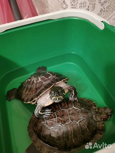 Отдам бесплатно