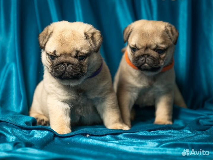 Щенки мопса