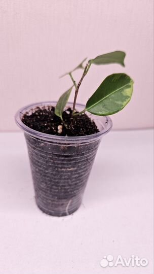 Фикус Бенджамина Кинки