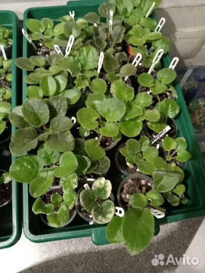 Фиалочки деточки