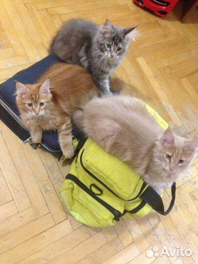 Ветврач/Ветеринарный врач на дом