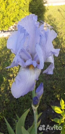 Ирисы сортовые