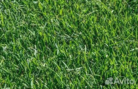 Газон рулонный