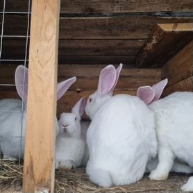 Чистопородные кролики Белый паннон на племя