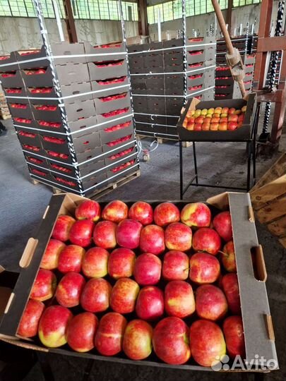 Яблоки оптом