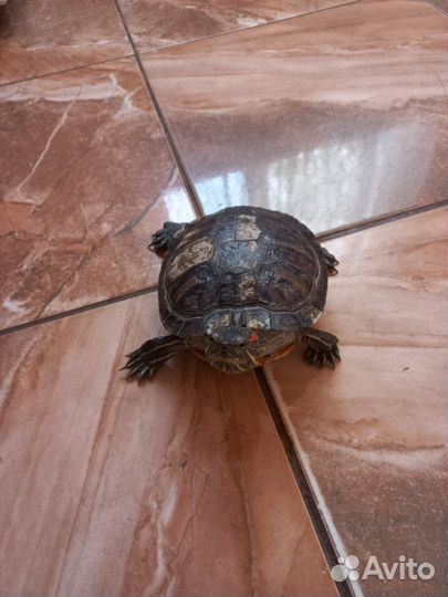 Черепаха с аквариумом