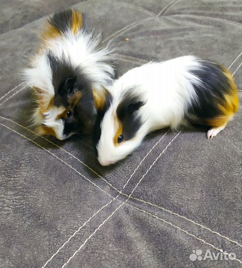 Морские свинки