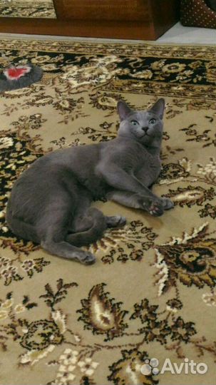 Кот на вязку