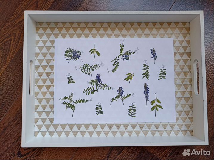 Сухие цветы плоской сушки