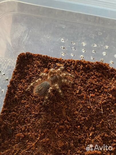 Паук птицеед Acanthoscurria geniculata L8 Самка
