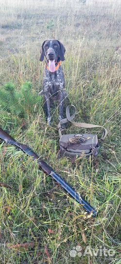 Вязка кабель курцхаара