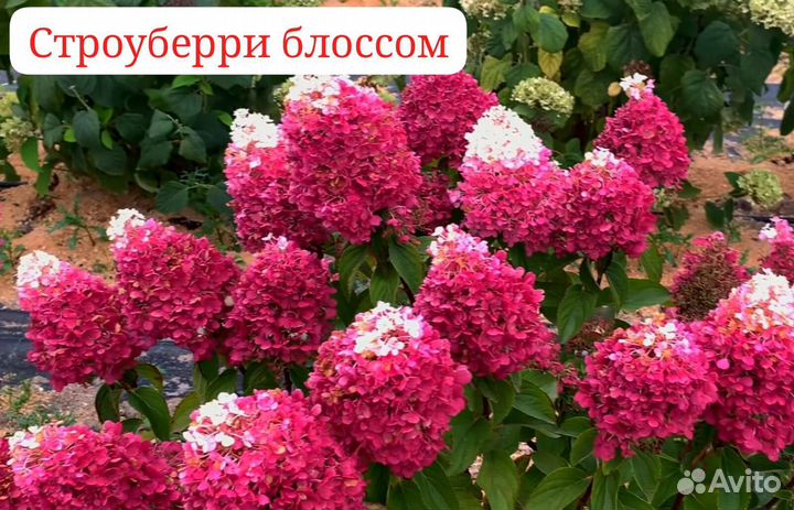 Гортензия метельчатая