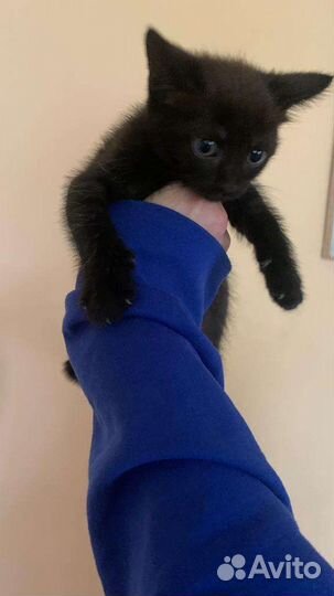 Кошка в дар бесплатно