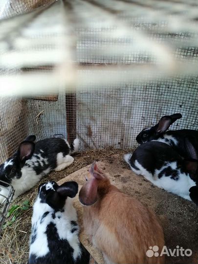 Кролики Строкач