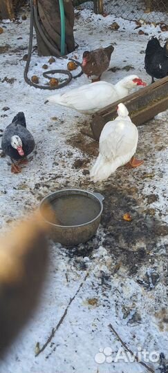 Индоутка мускусная утка