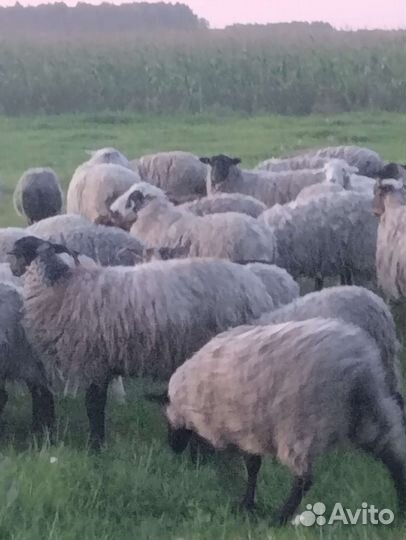 Овцы и быки