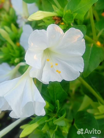 Семена мирабис (ночная красавица)