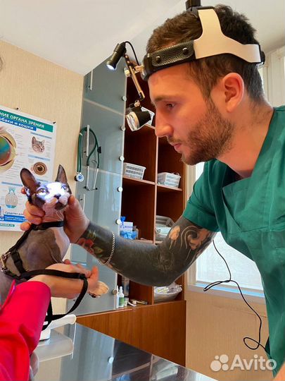 Ветеринарный врач на дом круглосуточно