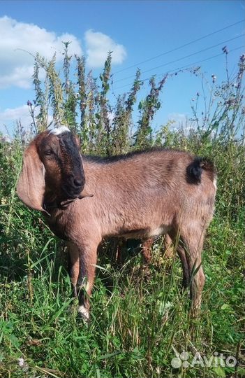 Англо-нубийский козёл