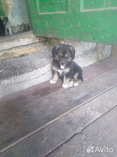 Щенки бесплатно