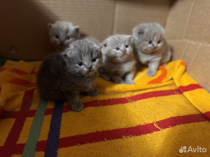 Шотландская