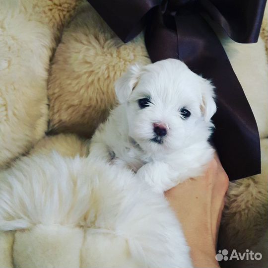 Мальтийская болонка.девочка Бэлль