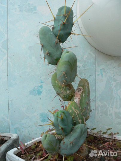 Кактусы и суккуленты - растения, детки, черенки 1