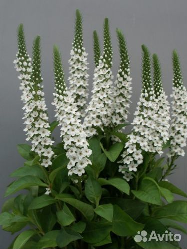 Вербейник ландышевидный