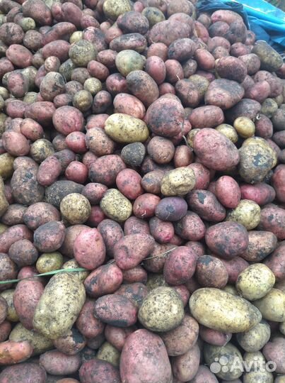 Продам картофель