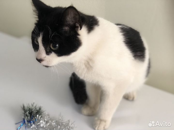 Котята от домашней кошки