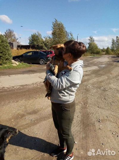 Робкий и милый Малыш