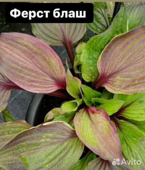 Хосты коллекционные фест блаш, халцион, распбери