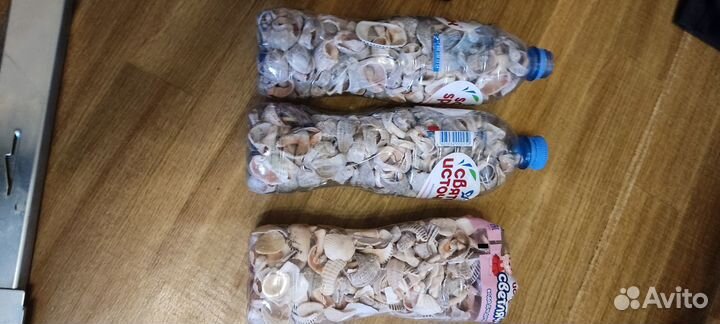 Ракушка рапан