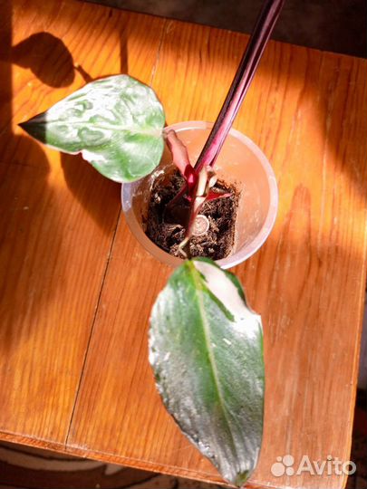 Филодендрон розовая принцесса