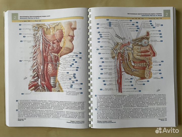 Атлас анатомии человека Фрэнка Неттера