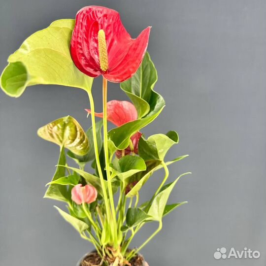 Антуриум андрианум красный