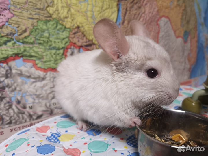 Шиншилла белая