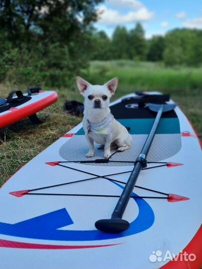 Вязка кобель чихуахуа