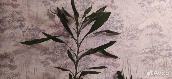 Драцена душистая