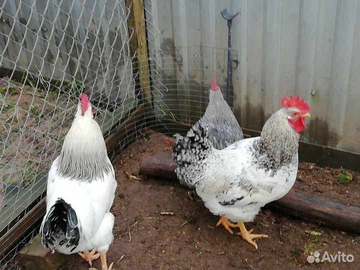 Петухи доменанты