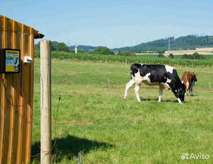 Электропастух для быков